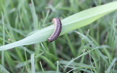 Fall Army Worms