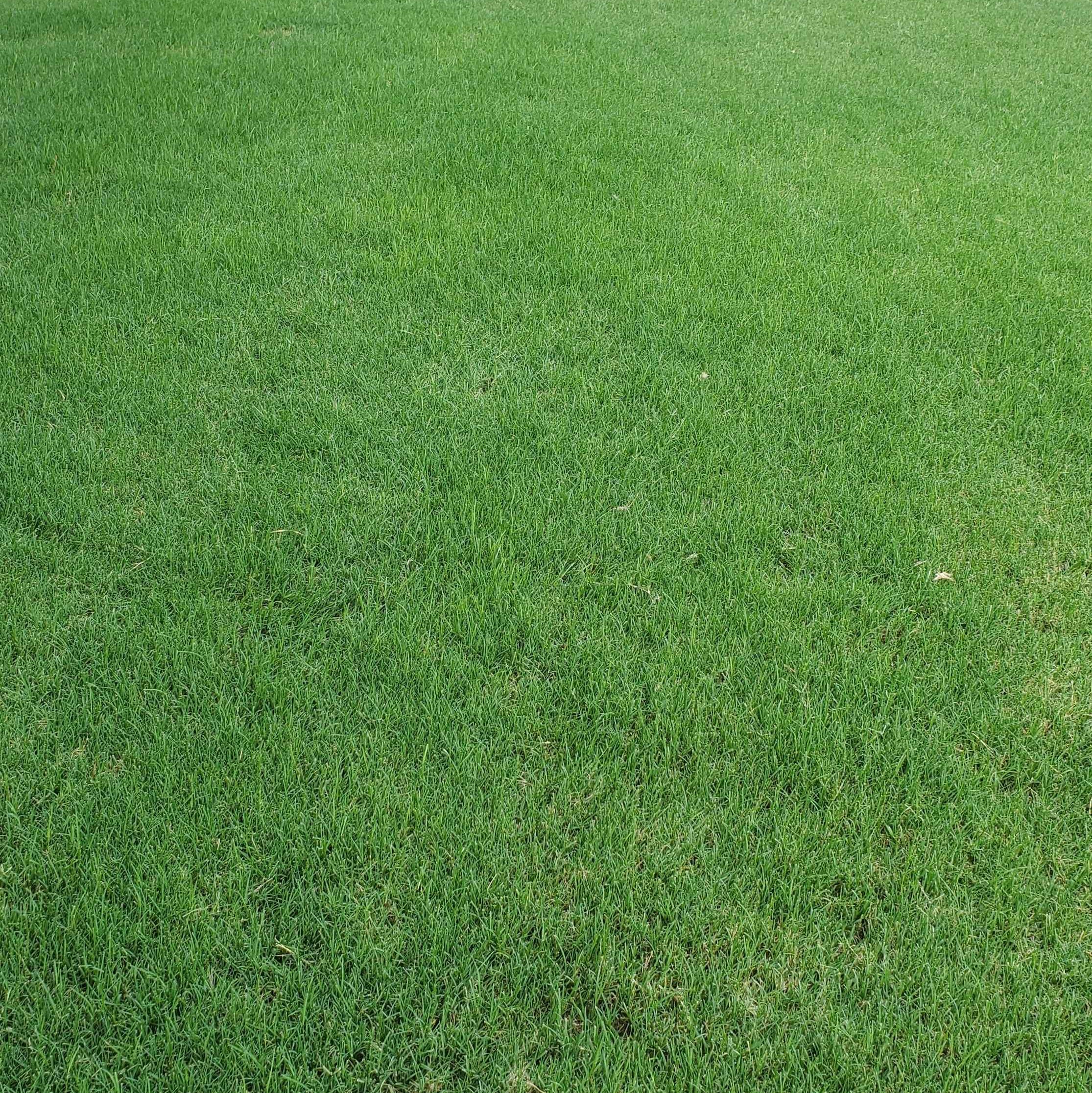 Do I really need to aerate my lawn?
