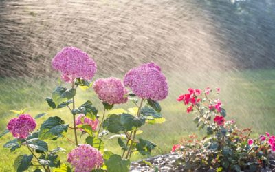 Understanding Watering is Critical to Your Lawn’s Health