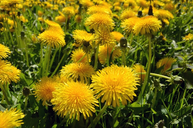 Dandelion - American Lawnscape Lawn Service Maintenance - Lawn Treatment