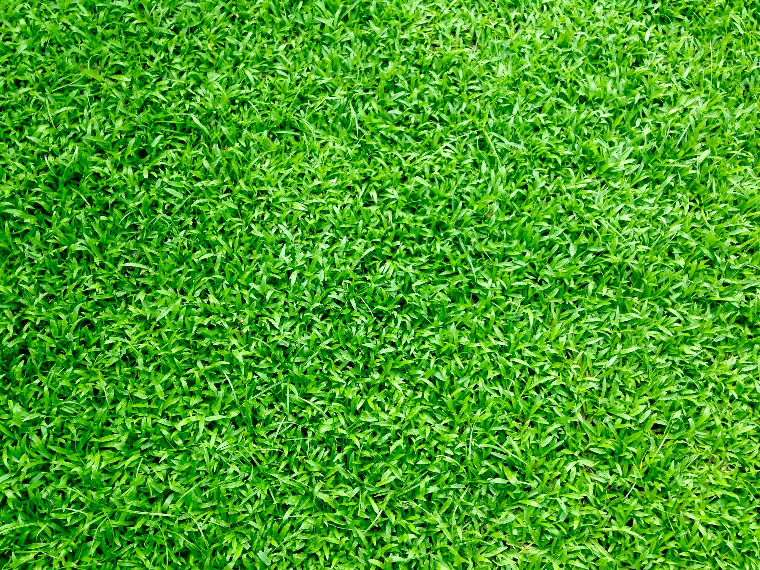 Weed - American Lawnscape Lawn Service Maintenance - Lawn Treatment