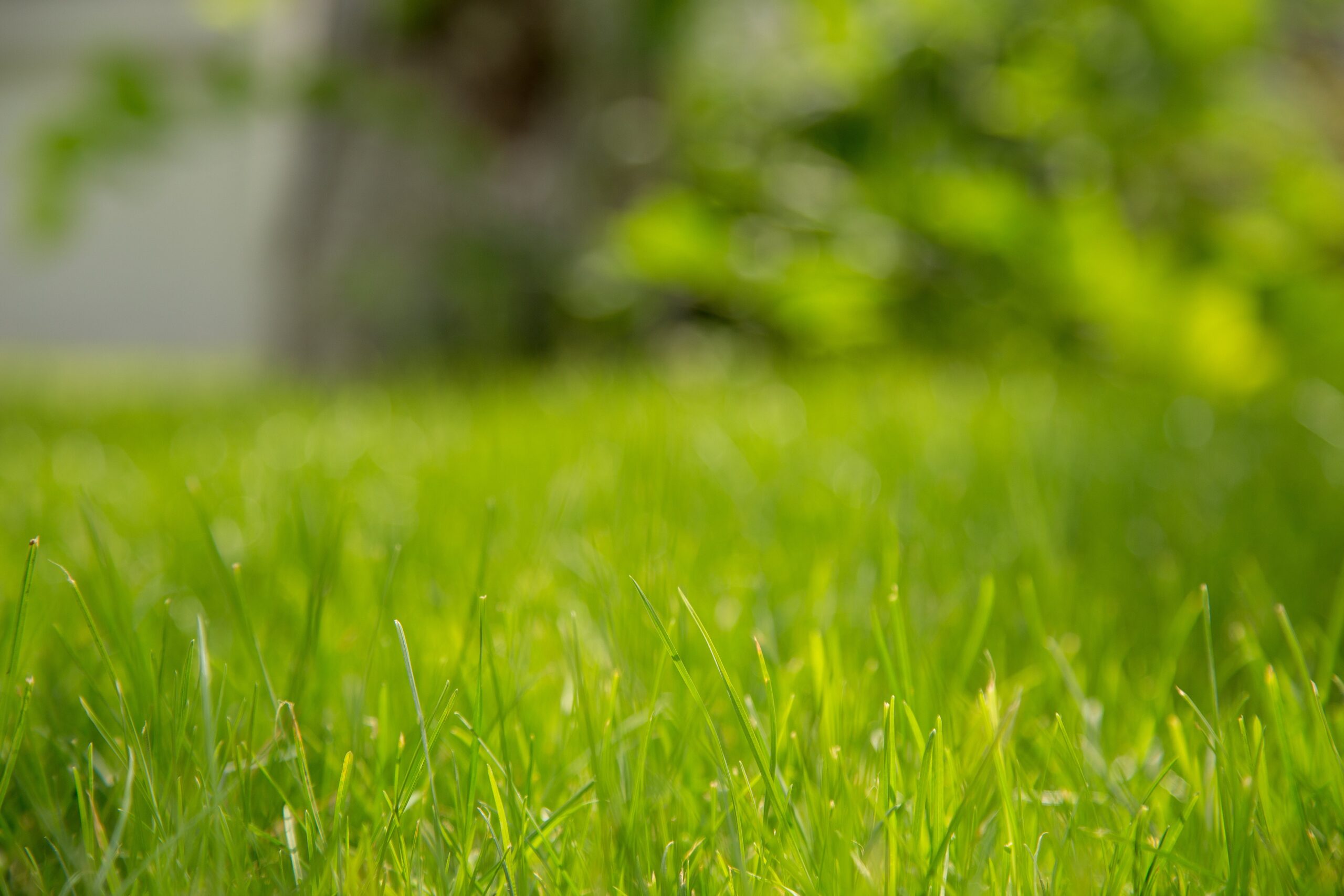 Lawn - American Lawnscape Lawn Service Maintenance - Lawn Treatment