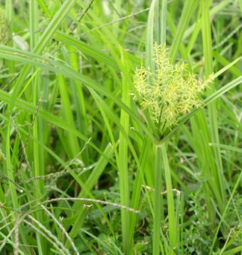 Yellow nut - American Lawnscape Lawn Service Maintenance - Lawn Treatment