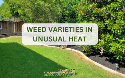 Weed varieties in unusual heat. 