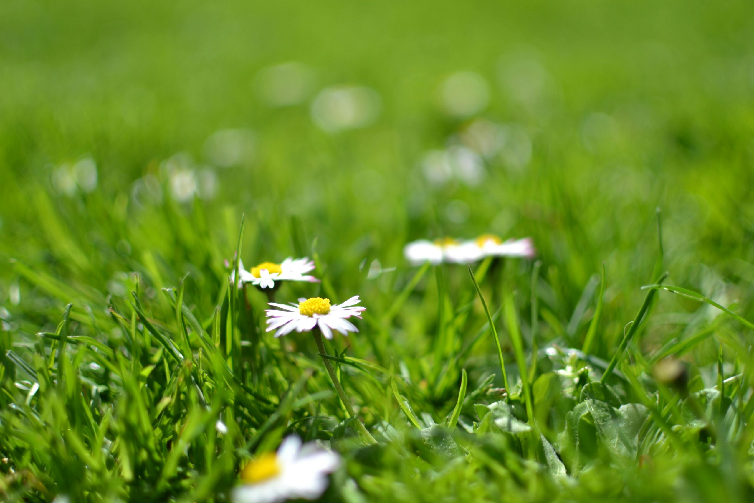 Spring lawn - American Lawnscape Lawn Service