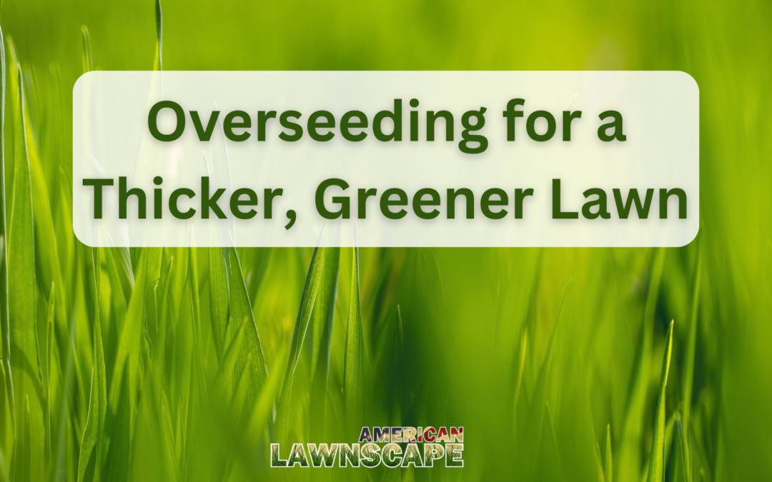 Overseeding for a Thicker, Greener Lawn