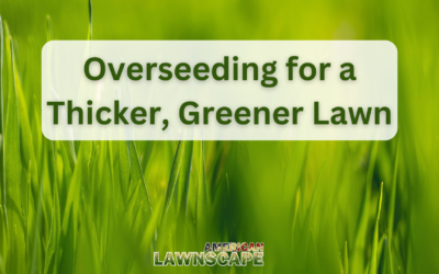 Overseeding for a Thicker, Greener Lawn