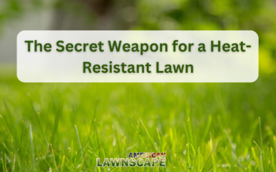 The Secret Weapon for a Heat-Resistant Lawn