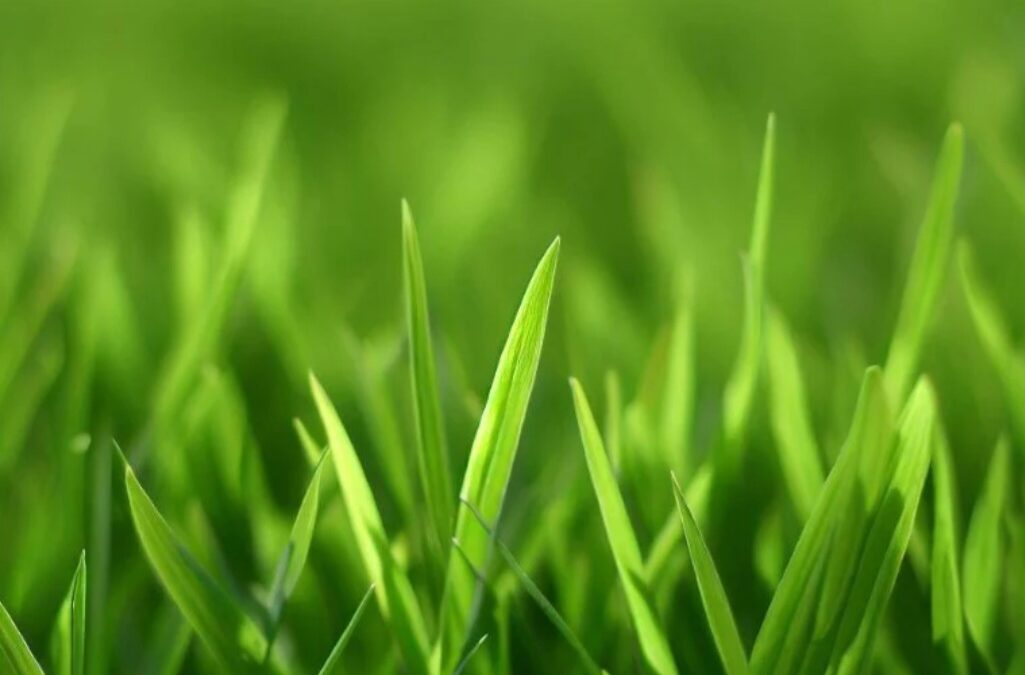 Winter and Pre-Spring Care for Bermuda Grass in North Texas