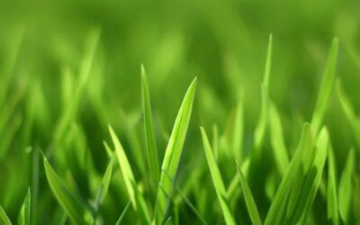 Winter and Pre-Spring Care for Bermuda Grass in North Texas