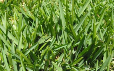 Winter and Pre-Spring Care for St. Augustine Grass in North Texas