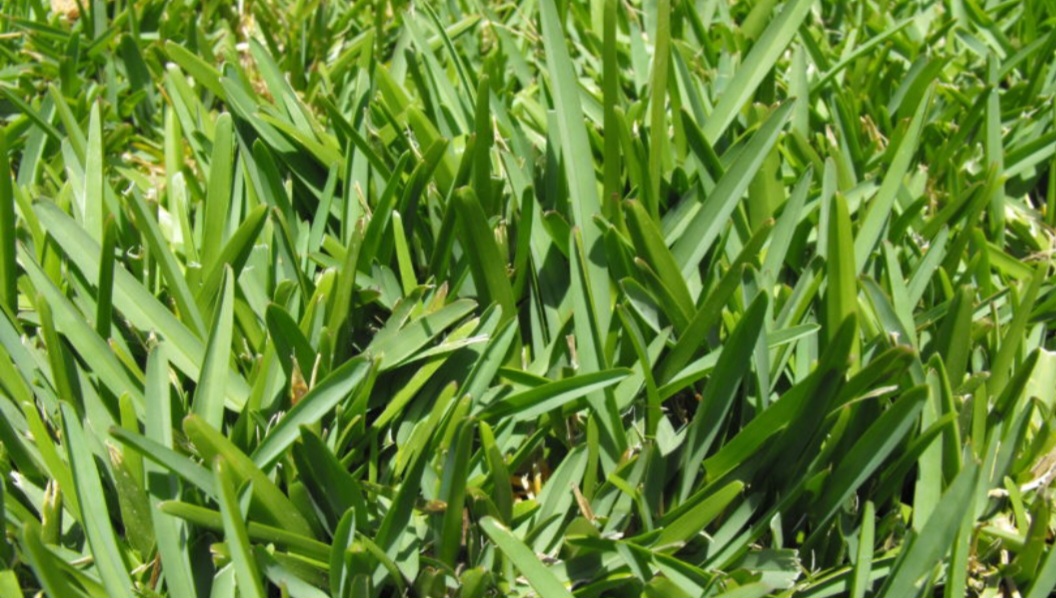 Winter and Pre-Spring Care for St. Augustine Grass in North Texas