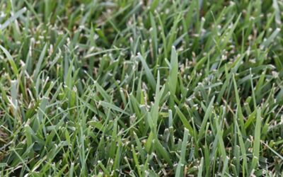 Late Winter and Spring Care of Fescue Grass in North Texas