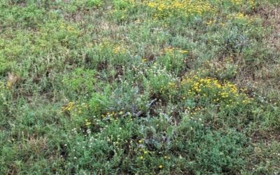 Why Applying a February Pre-Emergent is Essential to Prevent Spring Weeds in North Texas