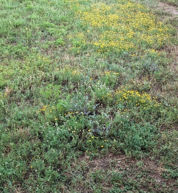 Why Applying a February Pre-Emergent is Essential to Prevent Spring Weeds in North Texas