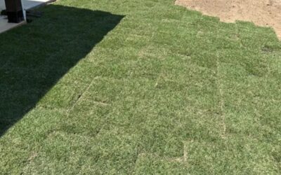 Winter and Pre-Spring Care for ZOYSIA Grass in North Texas