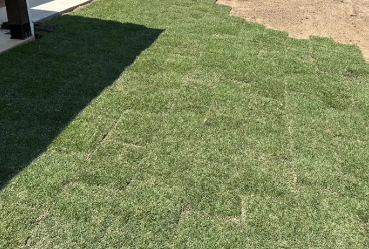 Winter and Pre-Spring Care for ZOYSIA Grass in North Texas