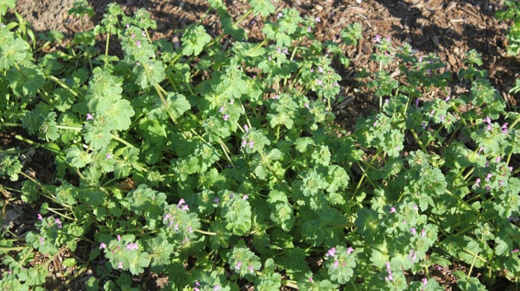 Preventing Winter Weeds Now Sets the Foundation for a Healthier Spring Lawn in North Texas