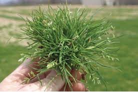 Why February Pre-Emergent Applications Are Critical for North Texas Lawns This Year